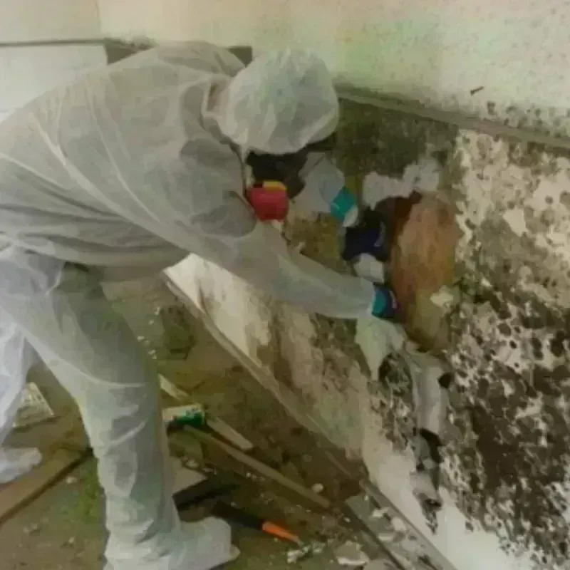 Mold Remediation and Removal in Ardmore, OK